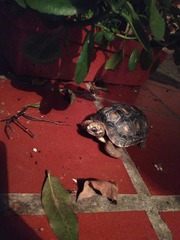 Chelonoidis carbonarius