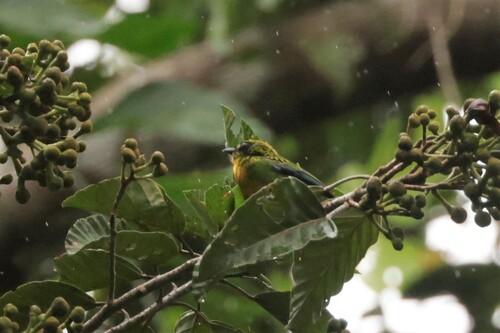 Green-and-gold Tanager (Tangara schrankii), photo 8