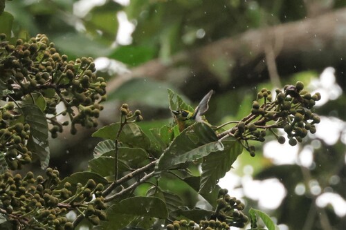 Green-and-gold Tanager (Tangara schrankii), photo 9