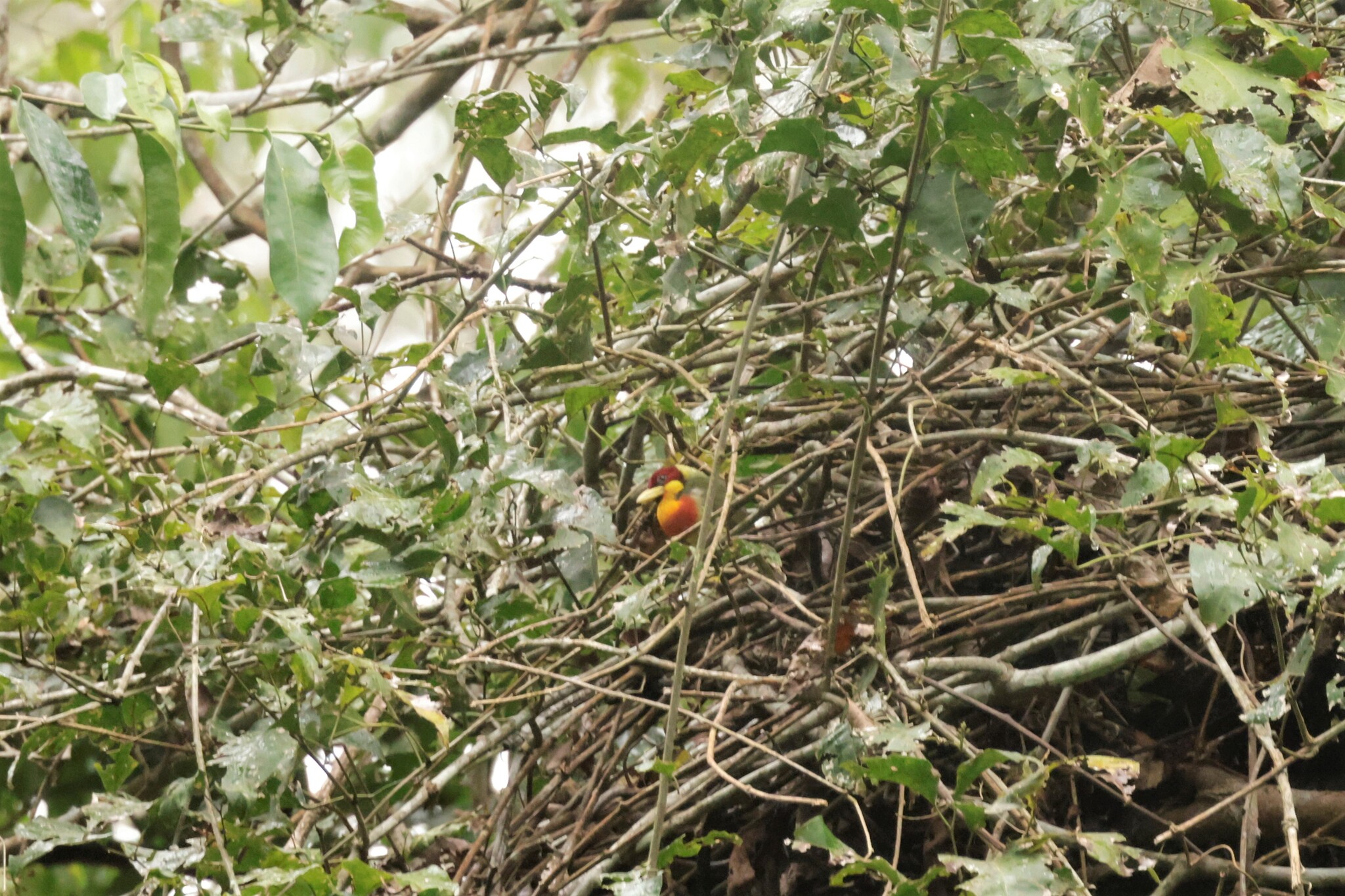 Lemon-throated Barbet (Eubucco richardsoni), photo 1