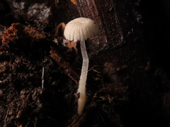 Mycena corynephora