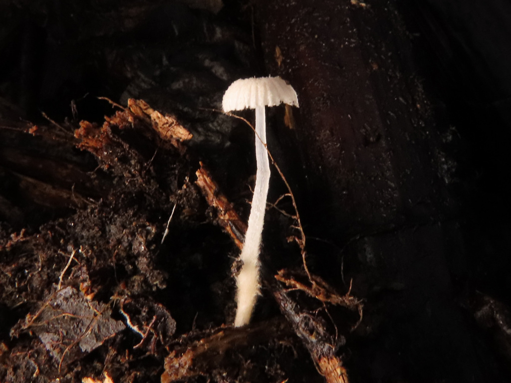 Mycena corynephora