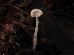 Mycena corynephora