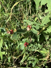 Rauvolfia tetraphylla
