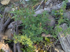 Dalea foliosa, photograph (c) Ryan Sorrells, some rights reserved (CC BY)