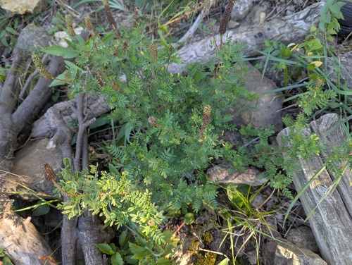 leafy prairie clover (Dalea foliosa)