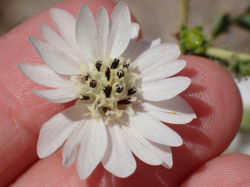 big tarplant (Blepharizonia plumosa)