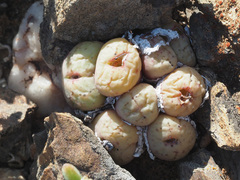 Conophytum uviforme