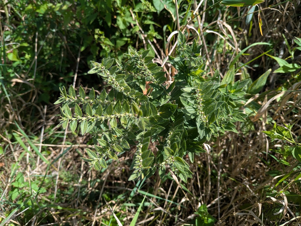 Lithospermum parviflorum; photograph (c) Ryan Sorrells, some rights reserved (CC BY)