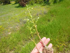 Gratiola quartermaniae