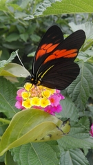 Pereute charops charops