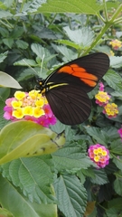 Pereute charops charops