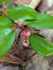 Gaultheria procumbens — photo 2
