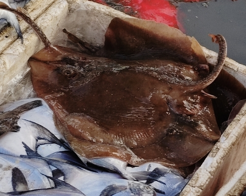 Ocellate spot skate (Okamejei kenojei) — Rajidae — 3