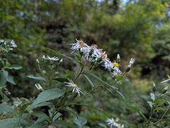Eurybia furcata, photograph (c) Ryan Sorrells, some rights reserved (CC BY)