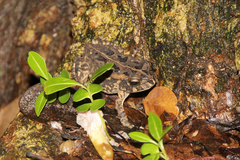 Sclerophrys gutturalis