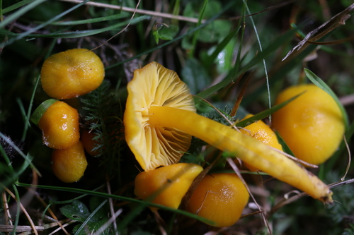 Butter Waxcap