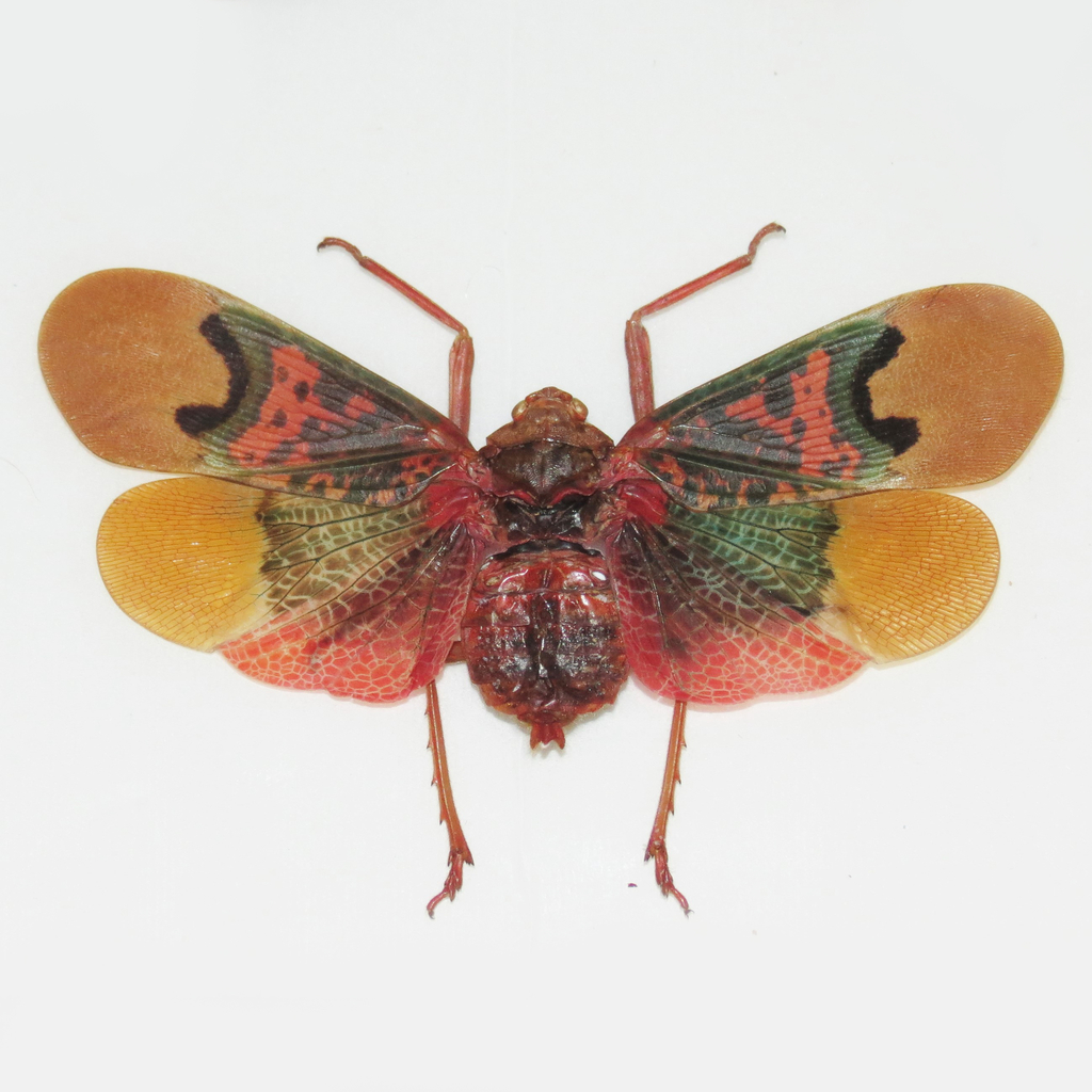 Scamandra thetis