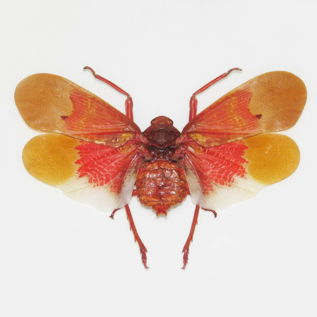 Scamandra marcellae