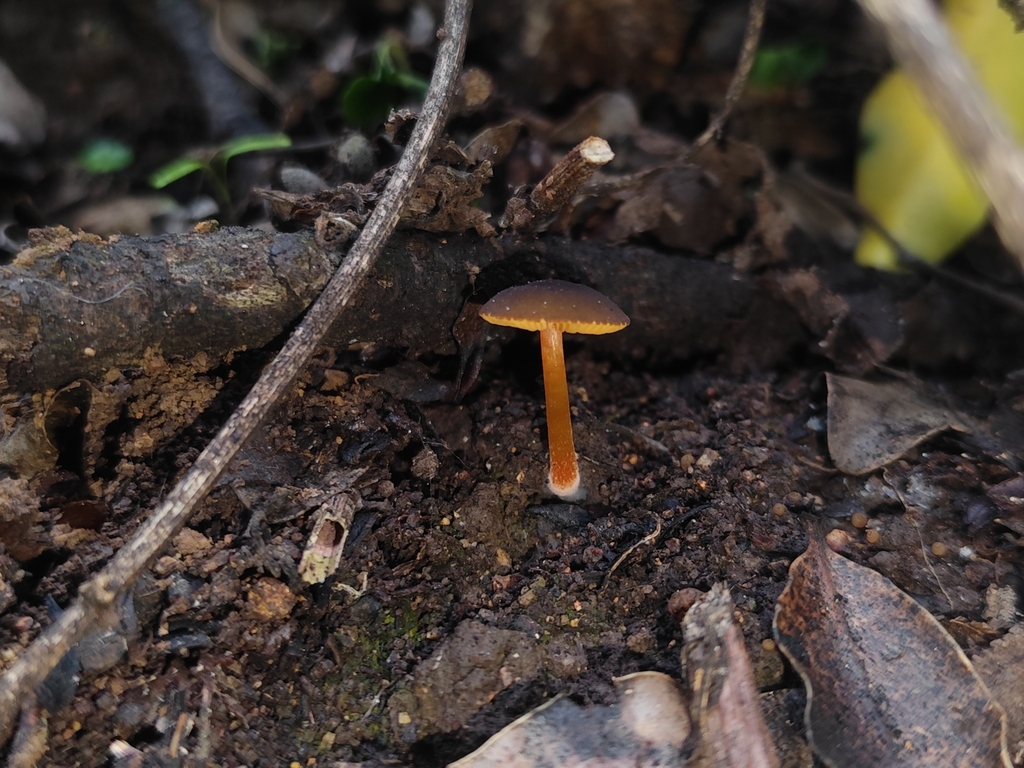 Pluteus flammipes · September 2025 · photo: © nicolas_joak (iNaturalist, cc0)