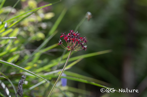 Allium wallichii, photograph 1