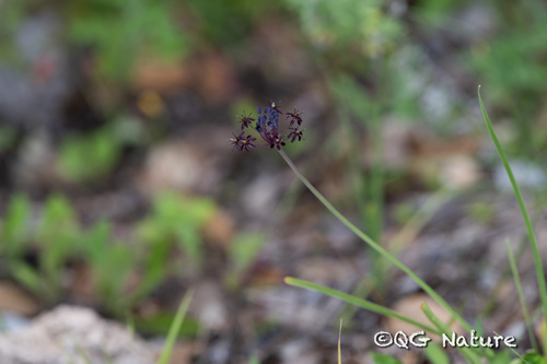Himalayan onion (Allium wallichii)