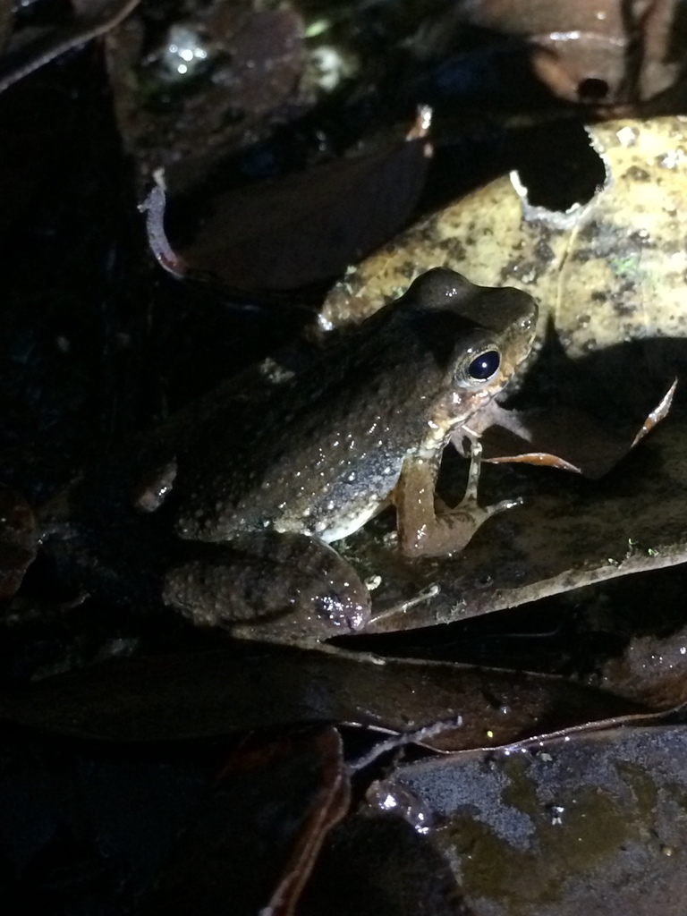 Murici Spinythumb Frog