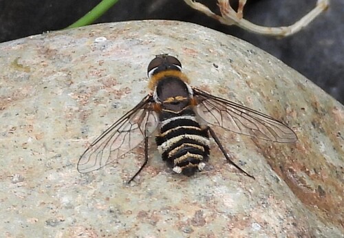 Unknown species found near Yakima County, WA, USA