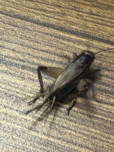 House cricket