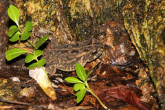 Sclerophrys gutturalis