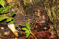 Sclerophrys gutturalis