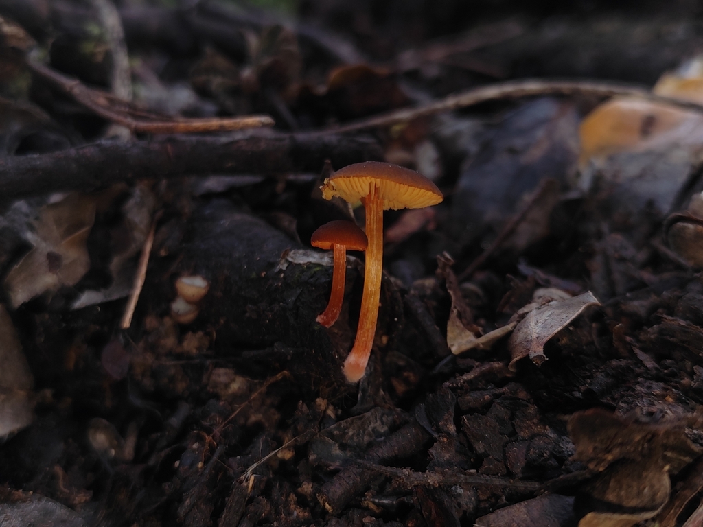 Pluteus flammipes