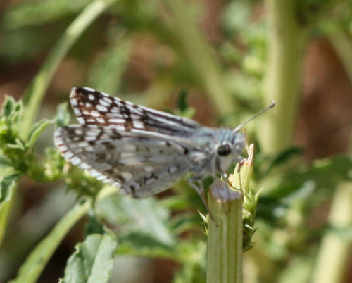 White Checkered-Skipper photo 6