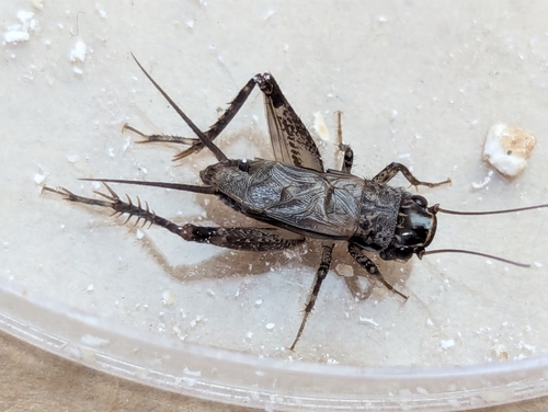 Loxoblemmus equestris