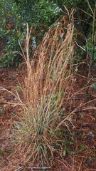 Andropogon virginicus