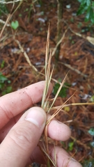 Andropogon virginicus