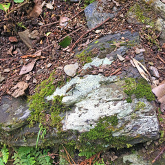 Tolmerus hisamatsui