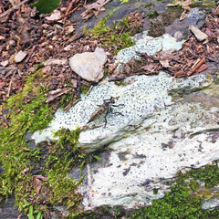 Tolmerus hisamatsui