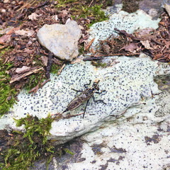 Tolmerus hisamatsui