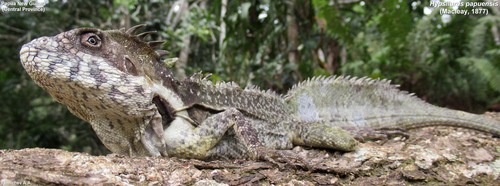 Papua Forest Dragon, Hypsilurus papuensis