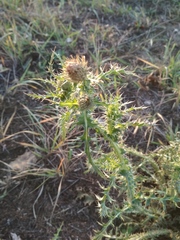 Carduus acanthoides