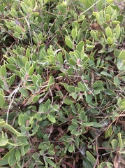 Arctostaphylos franciscana