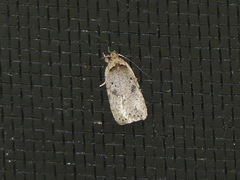 Agonopterix canadensis