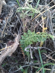 Achillea millefolium