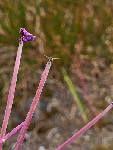 Unknown species found near Deming, WA 98244, USA