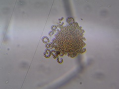 Nostocales