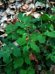 Chelidonium majus