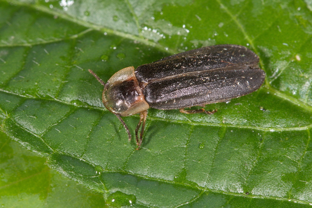 Lampyris orientalis