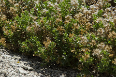 Ericameria cuneata cuneata