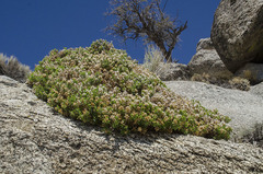 Ericameria cuneata cuneata